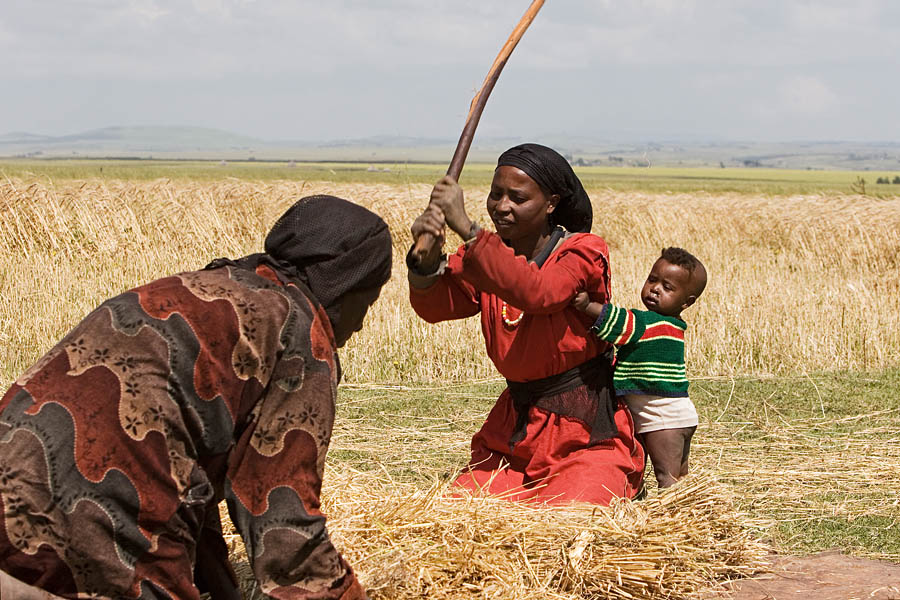 207   Family threshing corn